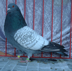 JP24
