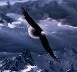 Aquila