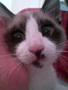 Avatar de coatchette