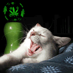 Avatar de jocary