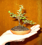 Avatar de yamadori