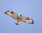 Avatar de buteo