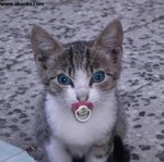 Avatar de gigi16