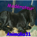 Avatar de animalia31