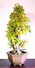 ginkgo