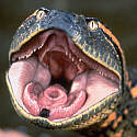 Avatar de Anaconda