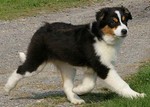 tinou30