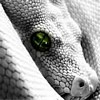 Avatar de Ophiden