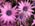 La serre des passionn�s